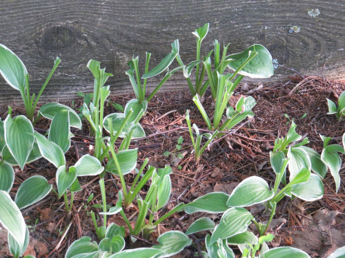 eaten hosta