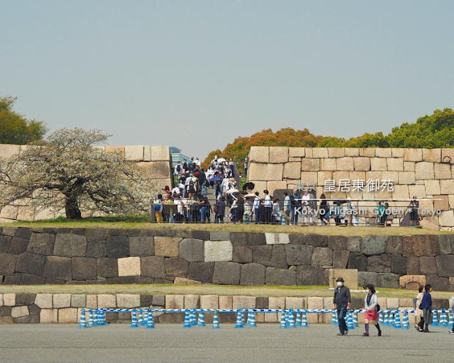 皇居東御苑の桜