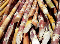 cut sugarcane