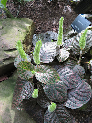 Fittonia gigantea - Giant Leaved Nerve Plant care and culture