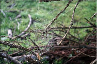 Tela de araña