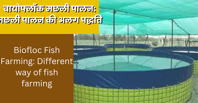 Biofloc Fish Farming: Different way of fish farming