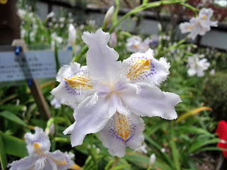 Iris Japonica