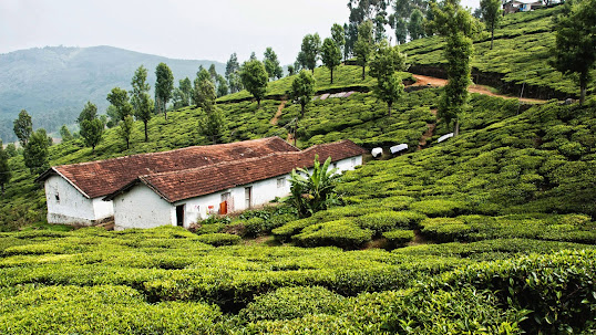 Ooty: The Queen Of Hills Amidst Nilgiri Hills Providing A Perfect Escape To Those Looking Forward To A Vacation