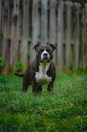 American Bulldog