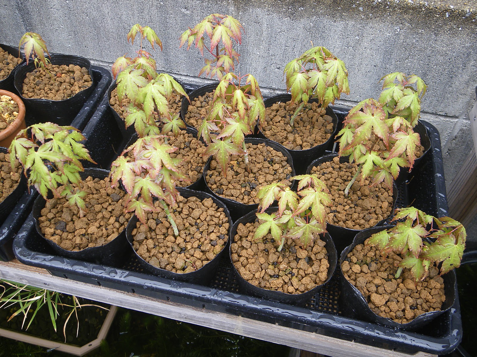 もみじの小さな鉢植えやミニ盆栽の作り方 植え付け 芽摘み 葉刈り編 メダカの大工