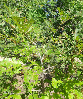 oak with leaf damage