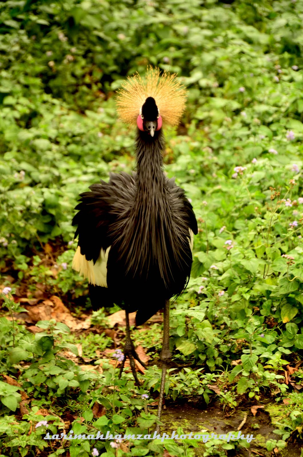 Koleksi Gambar  Fauna 