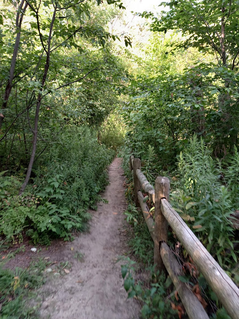 Dense Overgrowth on Petticoat Park Trail