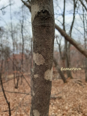 Клён ложнозибольдов (Acer pseudosieboldianum)