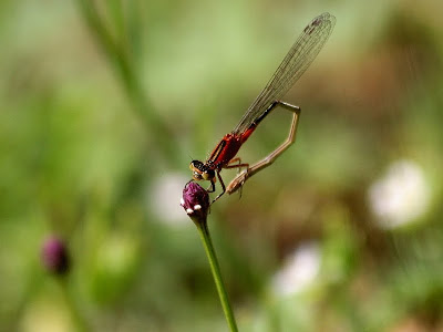 Damselfly