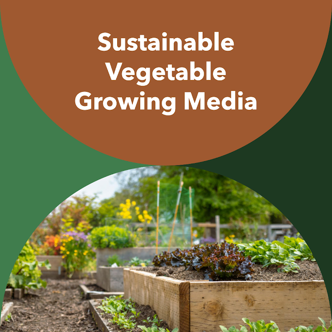 Growing Vegetables in Bangladesh: A Guide to Unique Growing Media