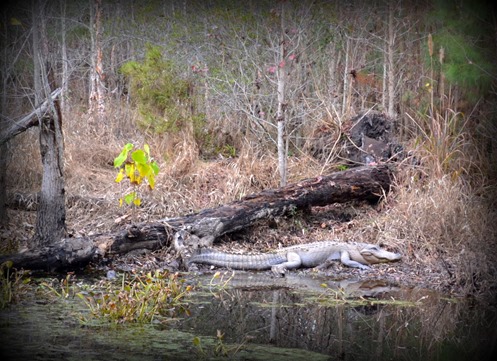 Cuddo Alligator