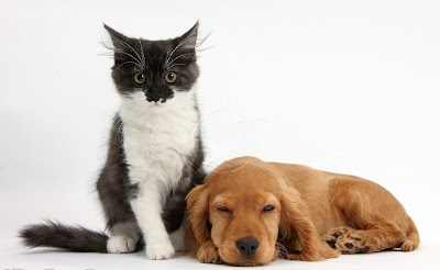 Black Maine Coon kittens