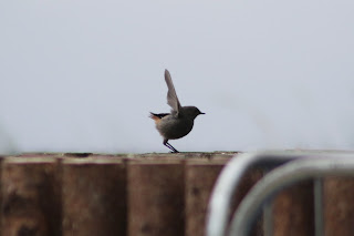 Black Redstart