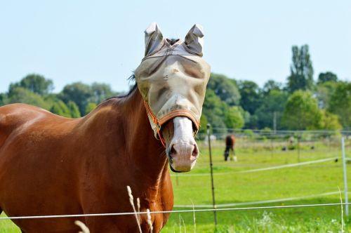 Vliegenmasker / vliegenkap paard