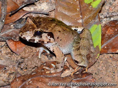 Malesian Frog (Limnonectes malesianus)