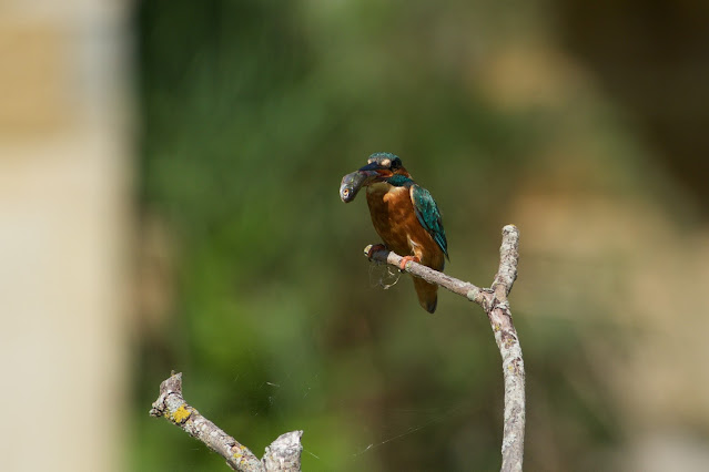 RSPB Rye Meads - Common Kingfisher छोटा किलकिला, राम चिरैया, शरीफन, निता मछराला  (Alcedo atthis)