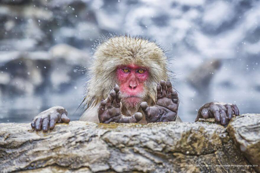 Hilariously Adorable Entries From The 2019 Comedy Wildlife Photography Awards