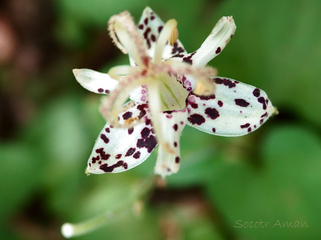 Tricyrtis macropoda