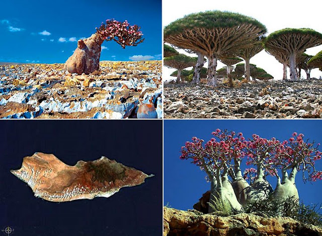 Socotra Island