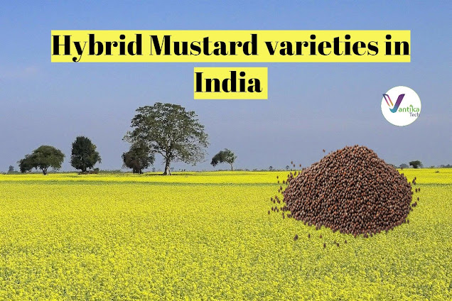 new variety of mustard