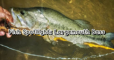 Ryan Gold, Largemouth Bass, Northern Strain Largemouth Bass, Florida Strain Largemouth Bass, Largemouth Bass in Texas, Bass on the Fly, Fly Fishing for Bass, Texas Bass Fishing, Texas Fly Fishing, Fly Fishing Texas, Texas Freshwater Fly Fishing, Fish Spotlight