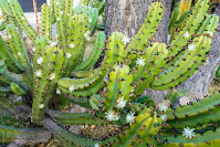 Блюда из цветов кактуса гарамбульо