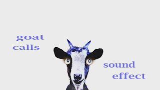 animal goat sounds