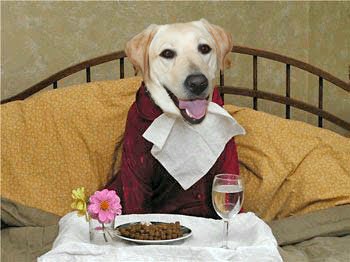 cabana's head photoshopped onto a red pajama top, with a bib under her chin, sitting on a bed with orange pillows behind, there is a breakfast tray with a vase of pink flowers, a plate of kibble, and a wine glass with water in it