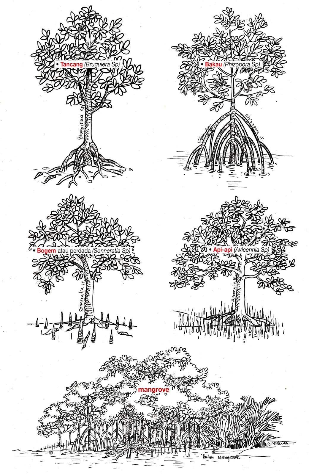 jatmika sketch drawing Jenis Jenis Mangrove