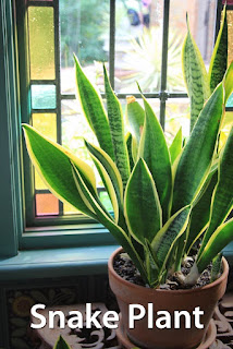 Plants will keep the indoor air quality cleaner.