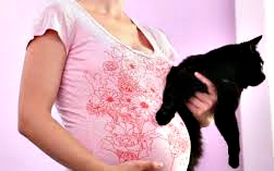 Toxoplasmosis enfermedad salud gatos