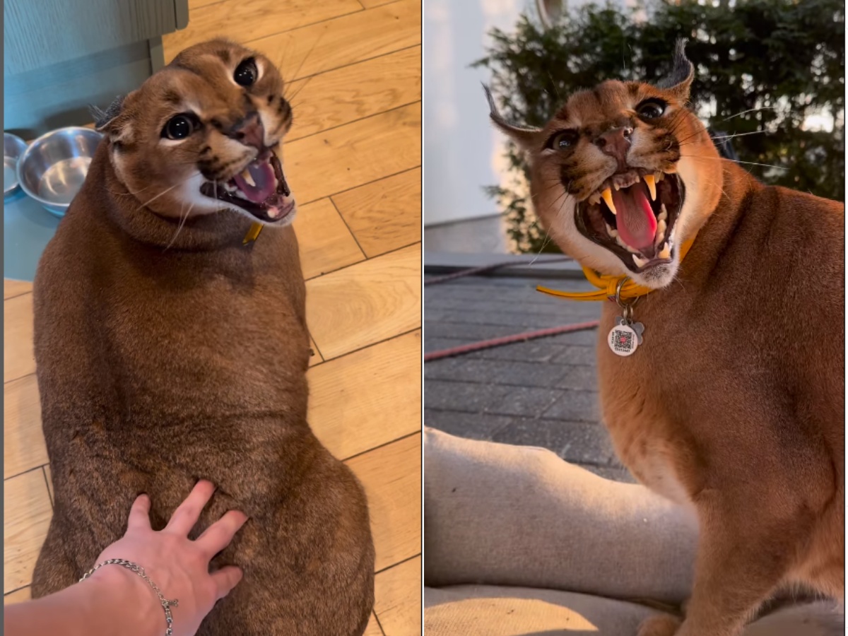 Pumba Caracal hissing at owner