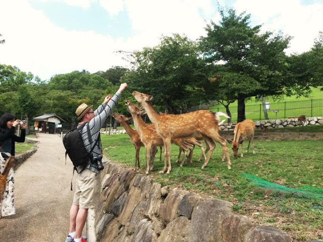 Nara deer park