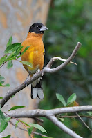 Wild Birds Of Southern California