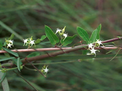 plantas trepadoras argentinas