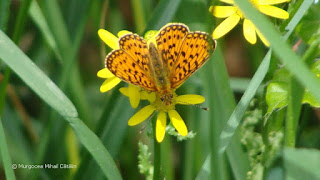 Boloria (Clossiana) selene DSC171225