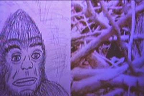 Photographer Snaps Possible Texas Bigfoot Shots