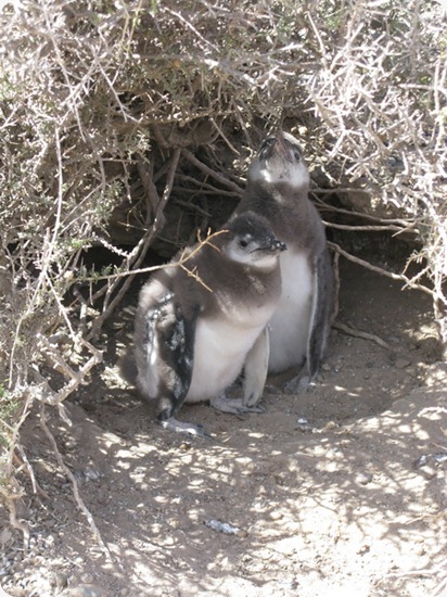PuntaTombo_pinguinera6