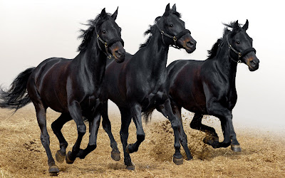 Fotografías de caballos I (hermosos equinos de pura sangre)
