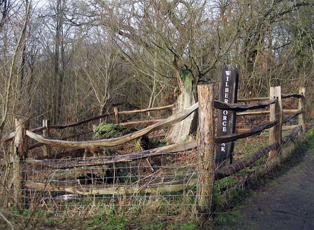 The Wilberforce Oaks, near Keston.  5 February 2010.