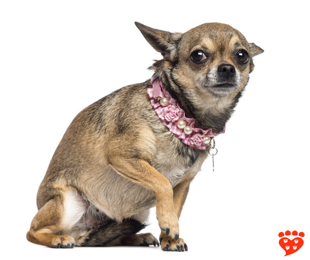 How can I tell if my dog is afraid? Many dogs don't like to wear costumes. See how this Chihuahua's ears are back and he is lifting a paw.