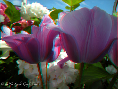 3D image of tulips at the Volunteer Park Conservatory