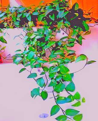 Picture of money plant vine