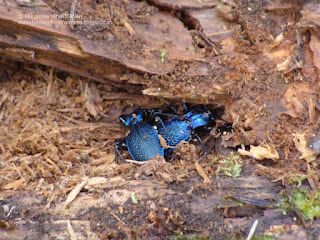 Carabus (Chaetocarabus) intricatus intricatus DSC127351