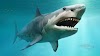 शार्क मासा : Shark Information in Marathi