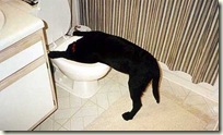 BeerCat11