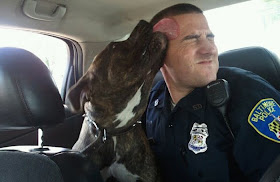 funny animal pictures, dog licks police's face