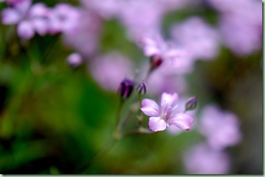 Gypsophila repens 'Rosea'